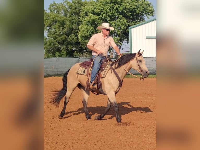 American Quarter Horse Merrie 8 Jaar 150 cm Buckskin in Healdton