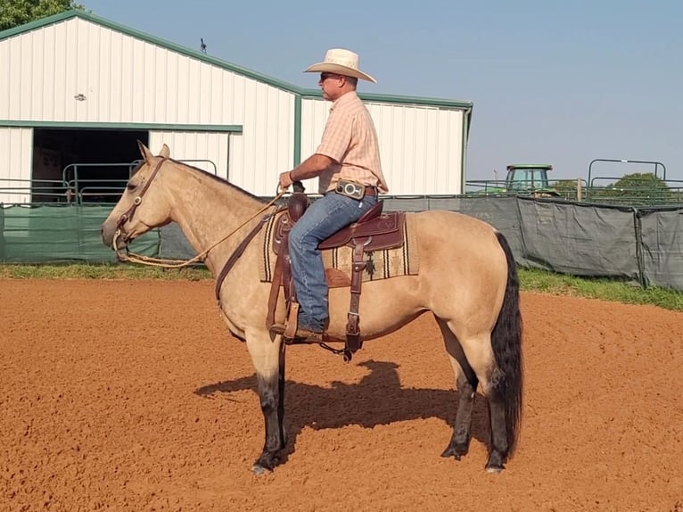 American Quarter Horse Merrie 8 Jaar 150 cm Buckskin in Healdton