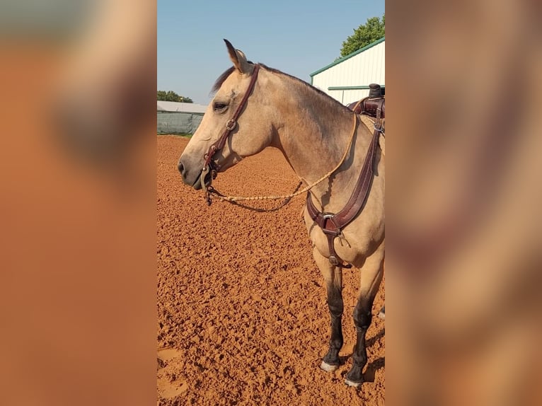 American Quarter Horse Merrie 8 Jaar 150 cm Buckskin in Healdton