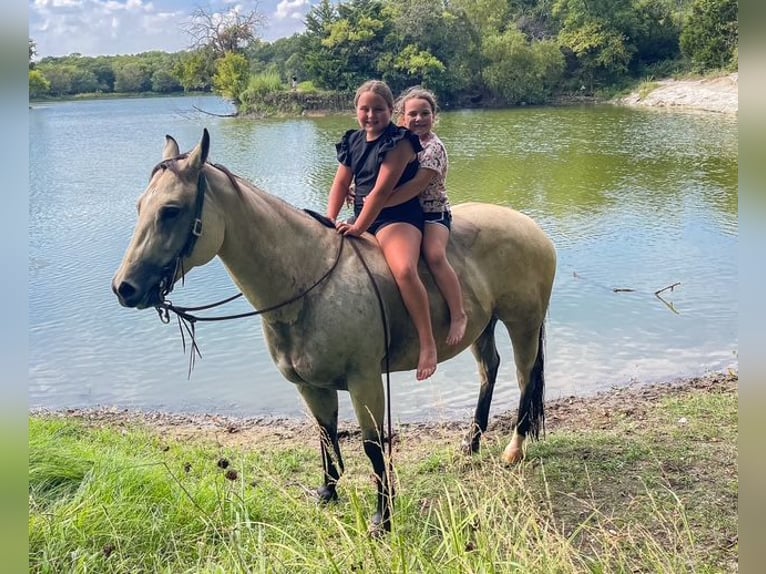 American Quarter Horse Merrie 8 Jaar 150 cm Buckskin in Forney American Quarter Horse Merrie 8 Jaar 150 cm Buckskin in Forney