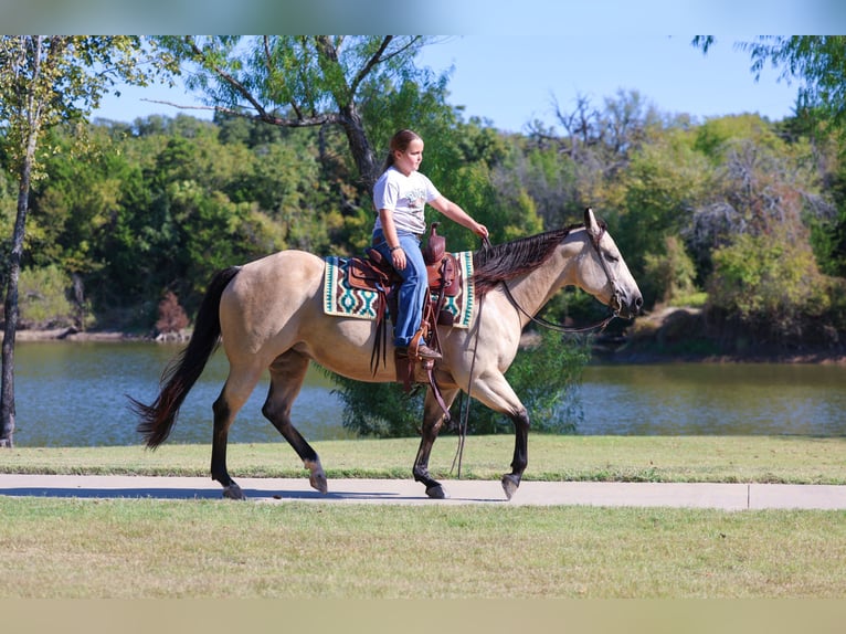 American Quarter Horse Merrie 8 Jaar 150 cm Buckskin in Forney American Quarter Horse Merrie 8 Jaar 150 cm Buckskin in Forney
