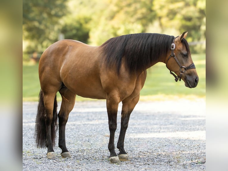 American Quarter Horse Merrie 8 Jaar 150 cm Buckskin in Staunton