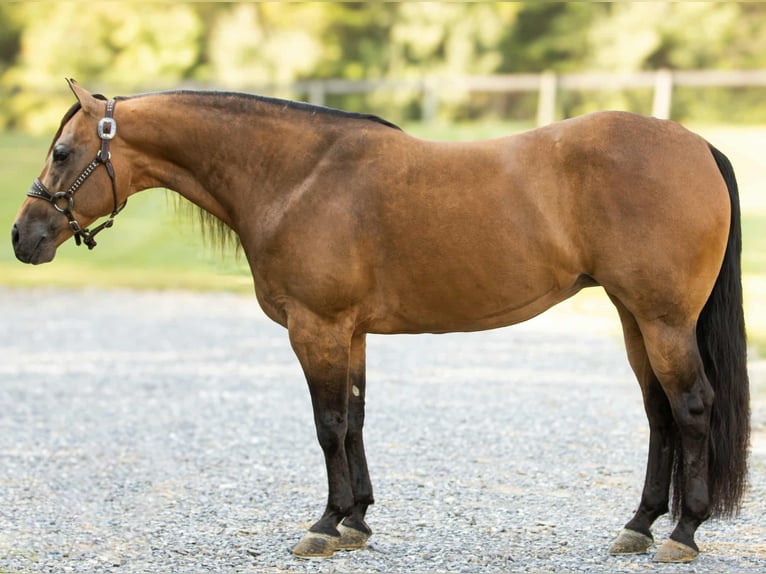 American Quarter Horse Merrie 8 Jaar 150 cm Buckskin in Staunton