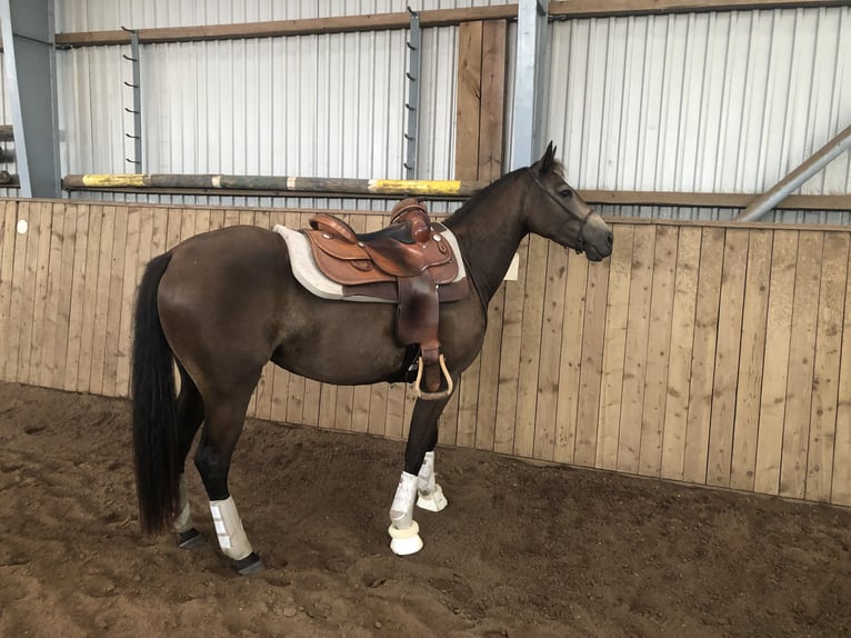 American Quarter Horse Merrie 8 Jaar 150 cm Buckskin in Bleckede