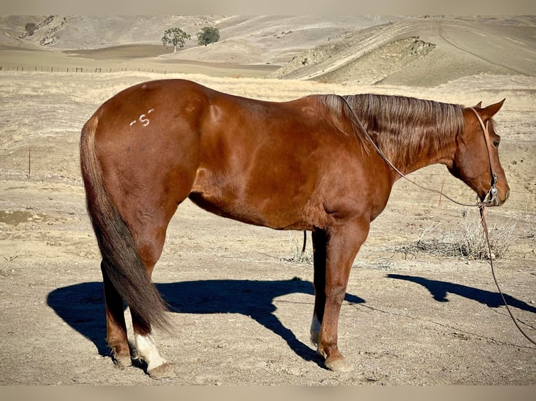 American Quarter Horse Merrie 8 Jaar 150 cm Donkere-vos in Bitterwater CA