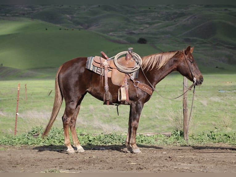 American Quarter Horse Merrie 8 Jaar 150 cm Donkere-vos in Paicines CA