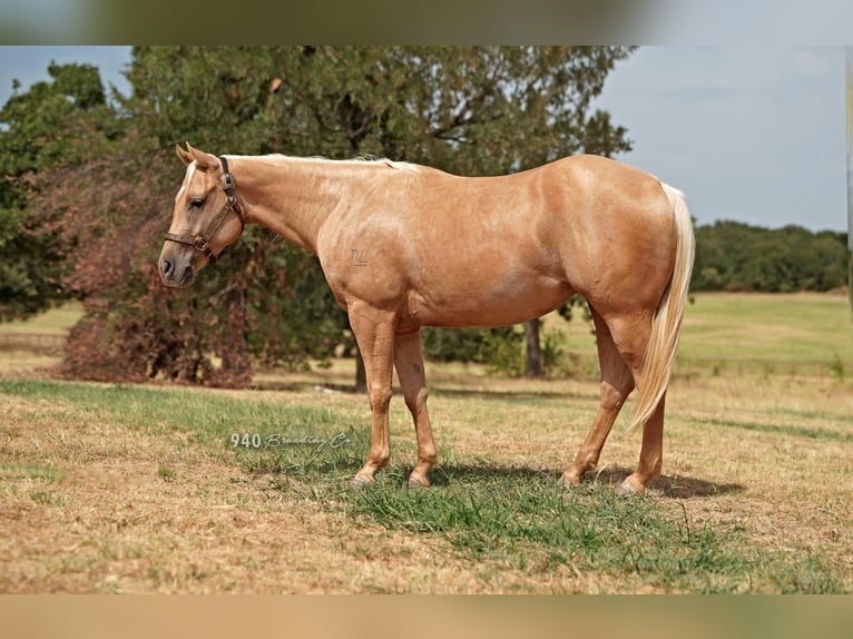 American Quarter Horse Merrie 8 Jaar 150 cm Palomino in Addison, TX