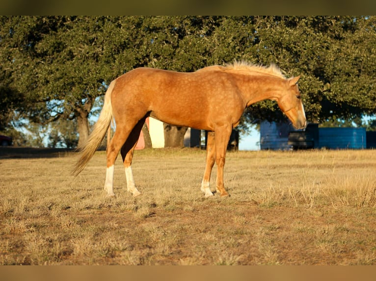 American Quarter Horse Merrie 8 Jaar 150 cm Palomino in Poolville TX