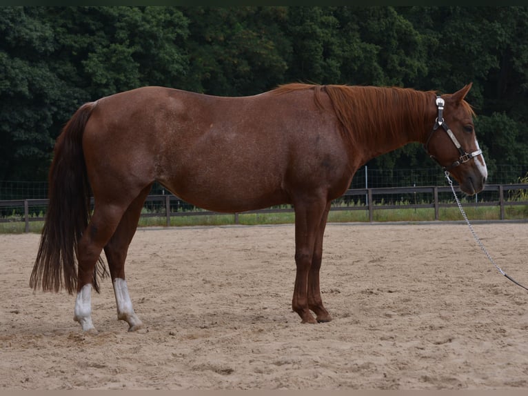 American Quarter Horse Merrie 8 Jaar 150 cm Rabicano in Wusterhausen (Dosse)