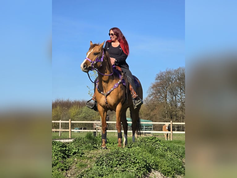 American Quarter Horse Merrie 8 Jaar 150 cm Red Dun in Linkenbach