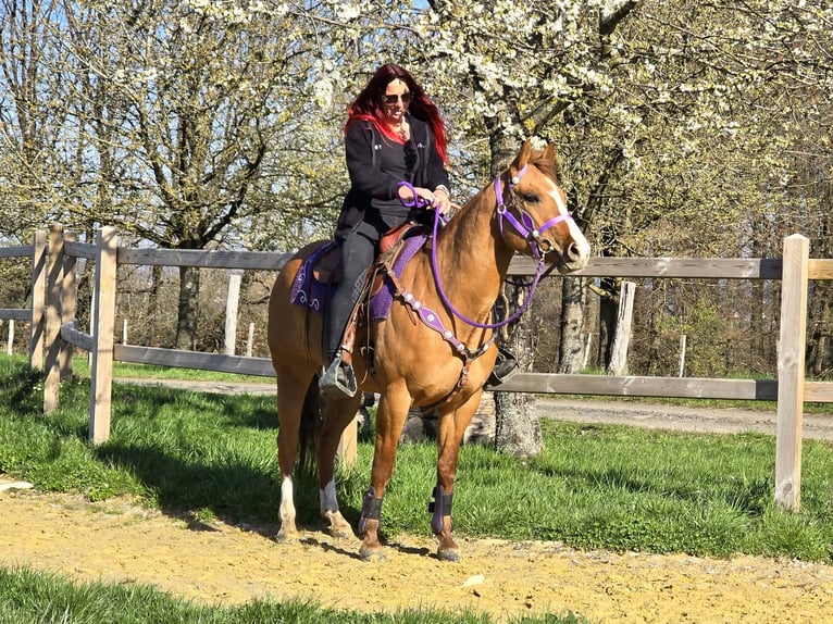 American Quarter Horse Merrie 8 Jaar 150 cm Red Dun in Linkenbach