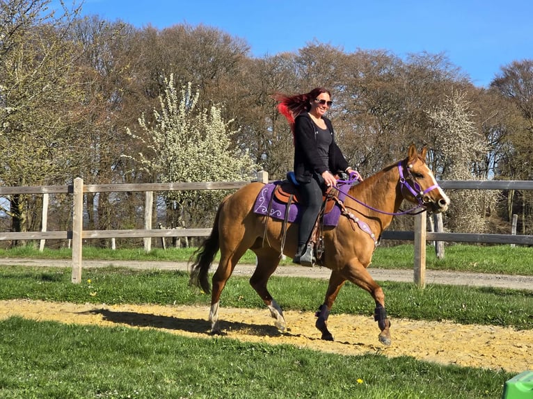 American Quarter Horse Merrie 8 Jaar 150 cm Red Dun in Linkenbach