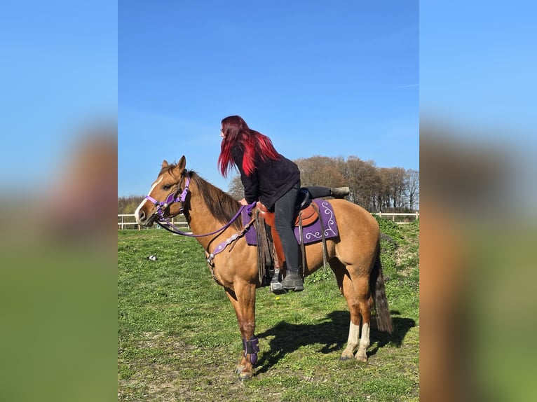 American Quarter Horse Merrie 8 Jaar 150 cm Red Dun in Linkenbach