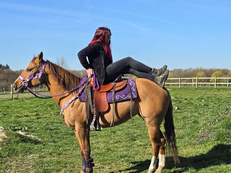 American Quarter Horse Merrie 8 Jaar 150 cm Red Dun in Linkenbach