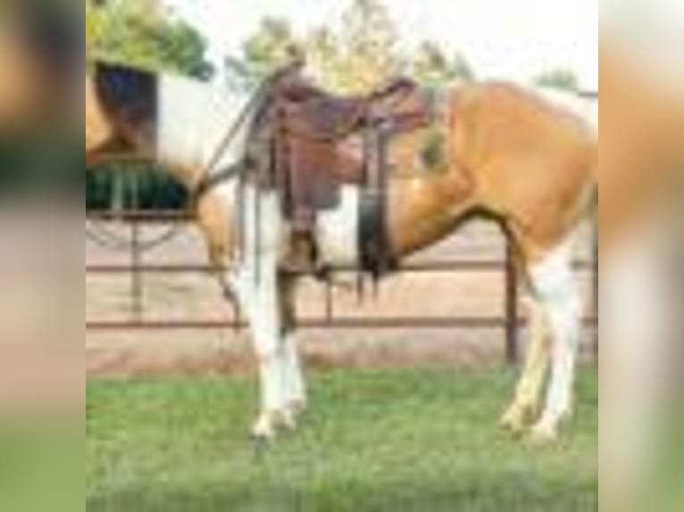 American Quarter Horse Merrie 8 Jaar 150 cm Tobiano-alle-kleuren in Rusk TX