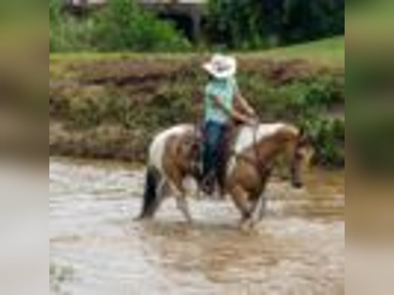 American Quarter Horse Merrie 8 Jaar 150 cm Tobiano-alle-kleuren in Rusk TX