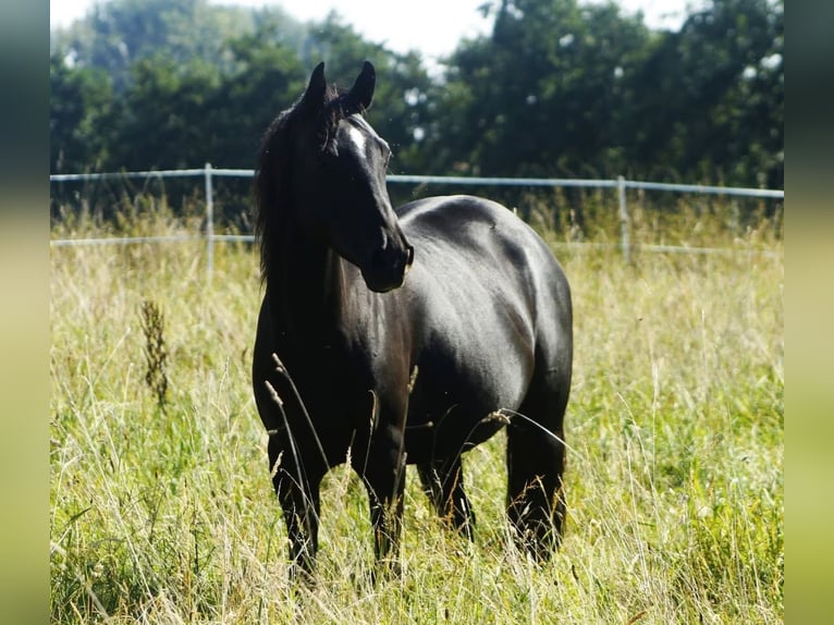 American Quarter Horse Merrie 8 Jaar 150 cm Zwart in Warburg
