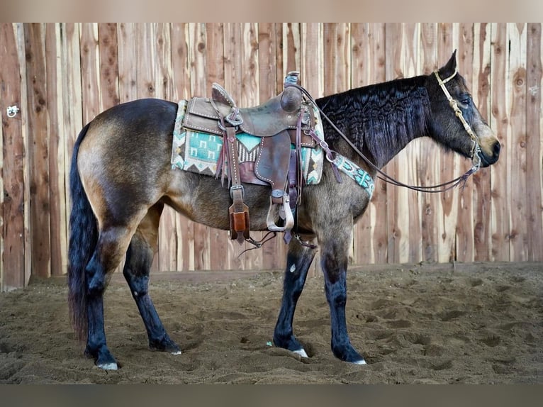 American Quarter Horse Merrie 8 Jaar 152 cm Buckskin in Valley Springs, SD