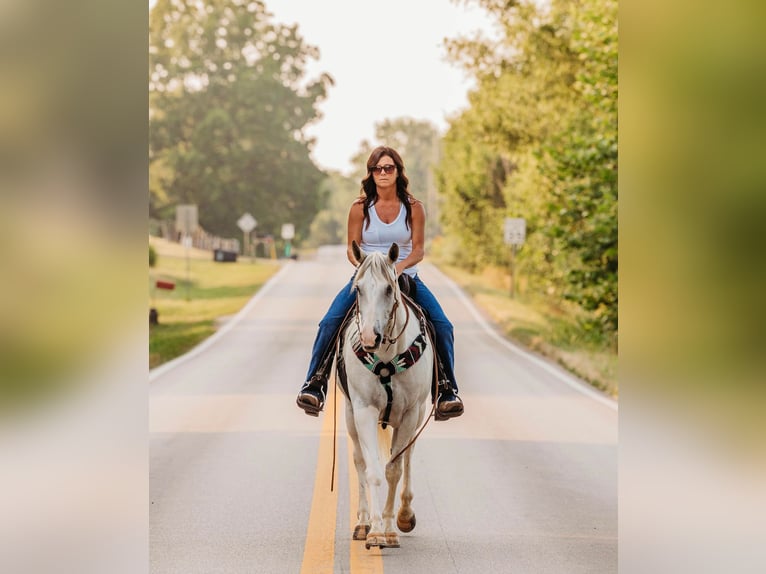 American Quarter Horse Merrie 8 Jaar 152 cm Buckskin in Auburn KY