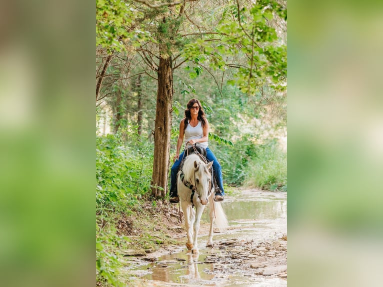 American Quarter Horse Merrie 8 Jaar 152 cm Buckskin in Auburn KY