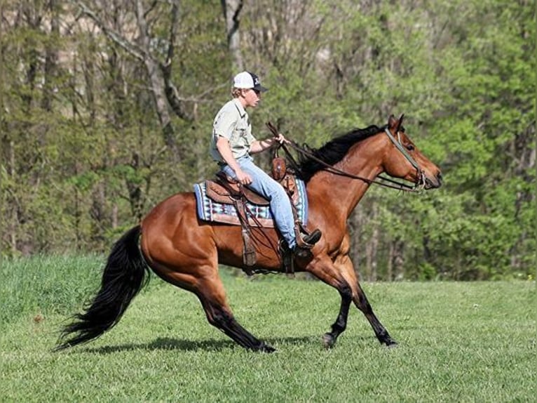 American Quarter Horse Merrie 8 Jaar 152 cm Donkere-vos in Bristol