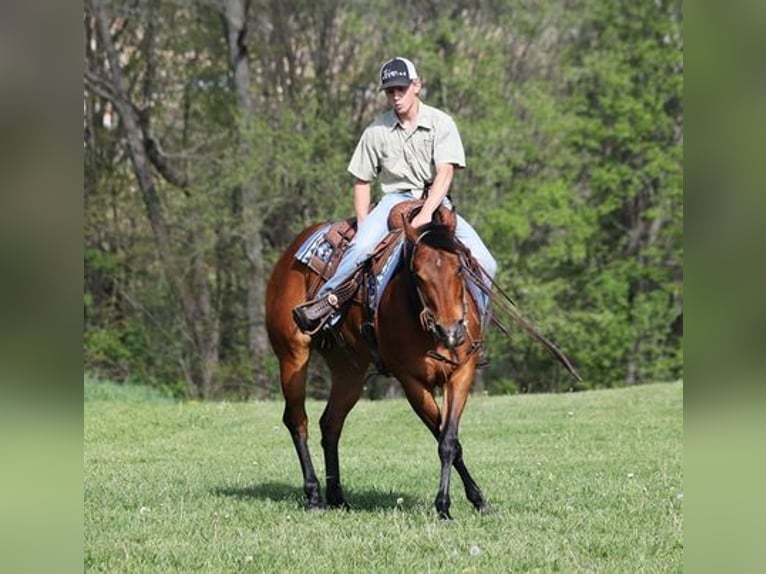 American Quarter Horse Merrie 8 Jaar 152 cm Donkere-vos in Bristol