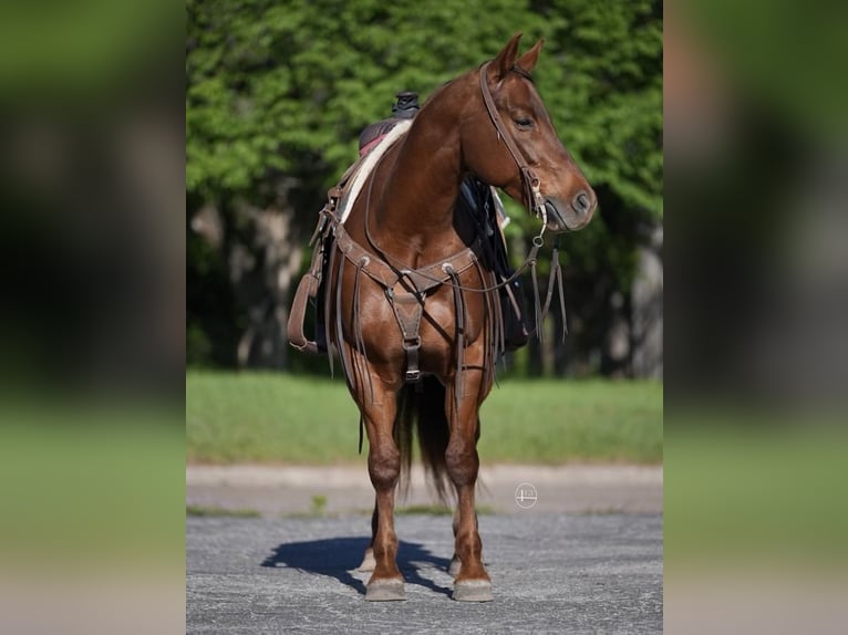 American Quarter Horse Merrie 8 Jaar 152 cm Donkere-vos in Weatherford, TX