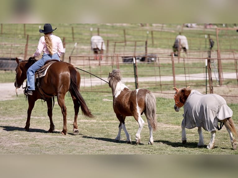 American Quarter Horse Merrie 8 Jaar 152 cm Donkere-vos in Weatherford, TX