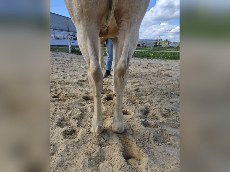 American Quarter Horse Merrie 8 Jaar 152 cm Palomino in Vöhringen
