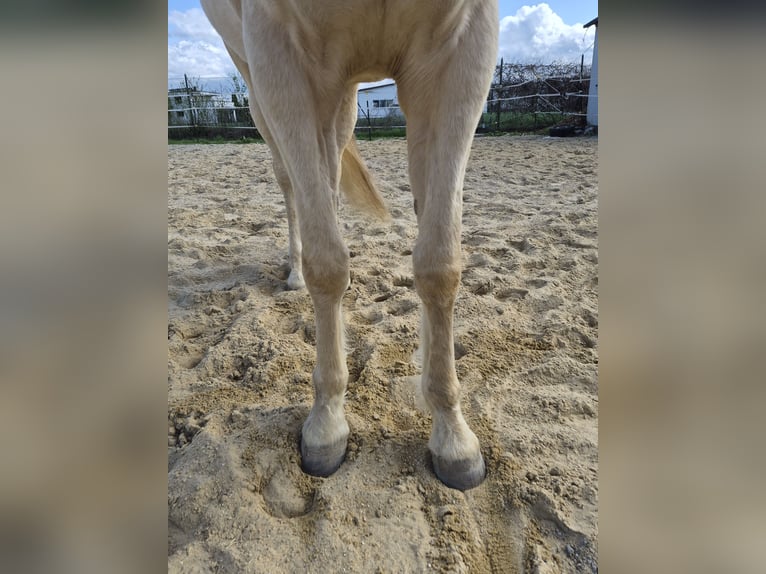 American Quarter Horse Merrie 8 Jaar 152 cm Palomino in Vöhringen