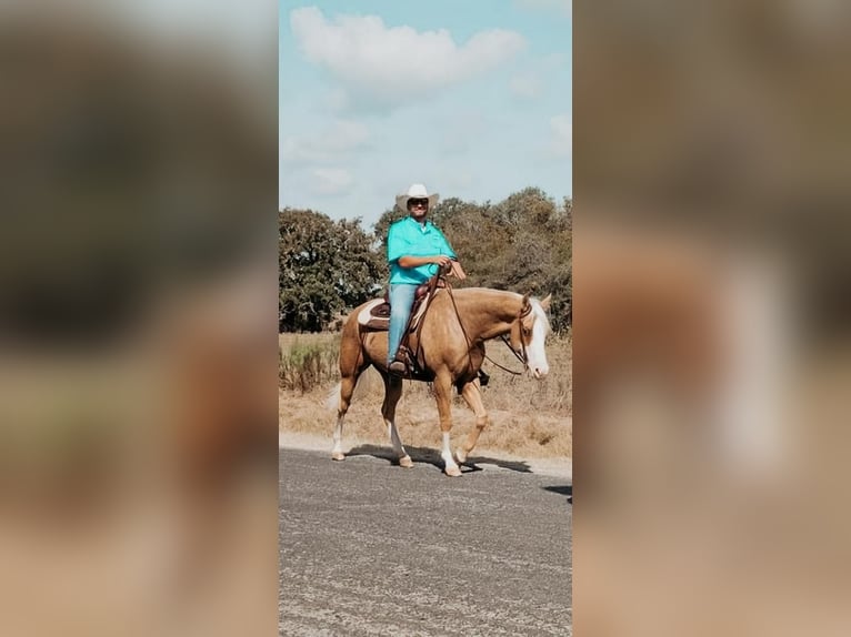 American Quarter Horse Merrie 8 Jaar 152 cm Palomino in Spring Branch, TX
