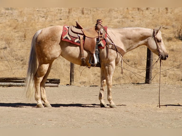 American Quarter Horse Merrie 8 Jaar 152 cm Palomino in Tres Pinos