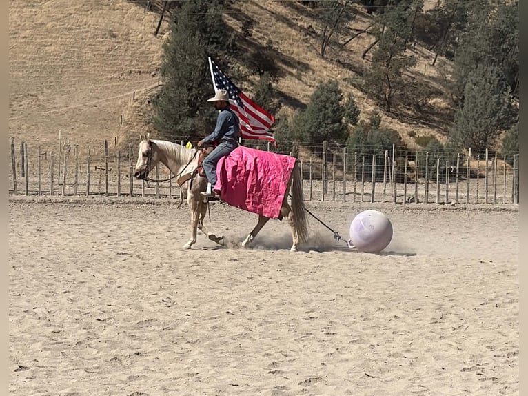 American Quarter Horse Merrie 8 Jaar 152 cm Palomino in Tres Pinos