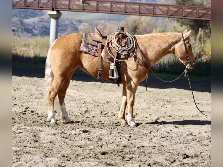 American Quarter Horse Merrie 8 Jaar 152 cm Palomino in PAICINES, CA