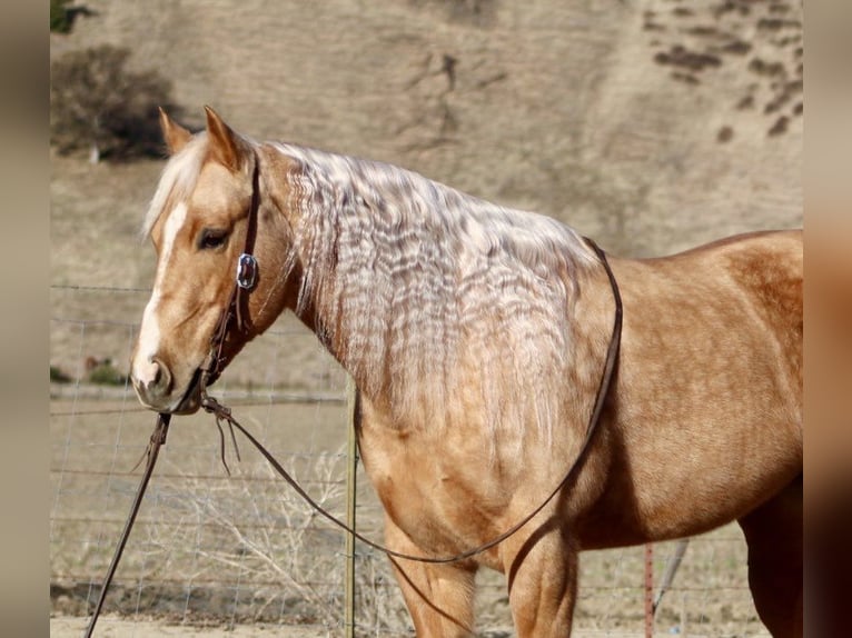 American Quarter Horse Merrie 8 Jaar 152 cm Palomino in PAICINES, CA