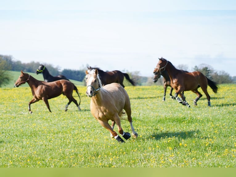 American Quarter Horse Merrie 8 Jaar 152 cm Palomino in Marienheide