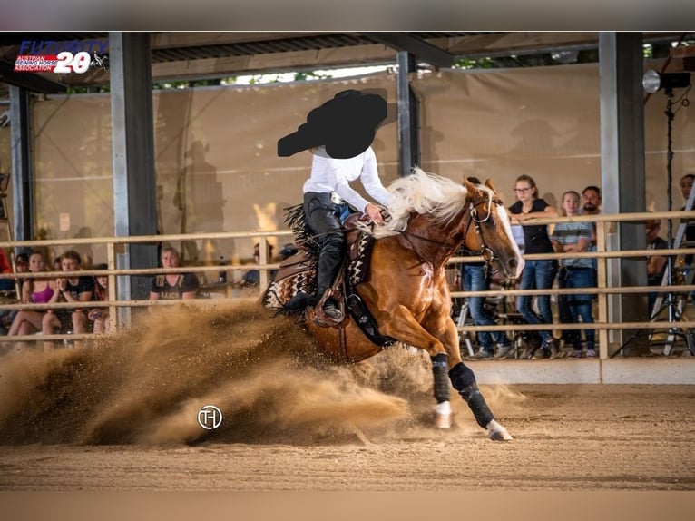 American Quarter Horse Merrie 8 Jaar 152 cm Palomino in Marienheide