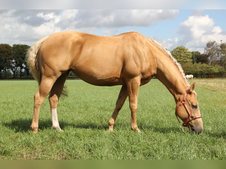 American Quarter Horse Merrie 8 Jaar 152 cm Palomino in Nistelrode
