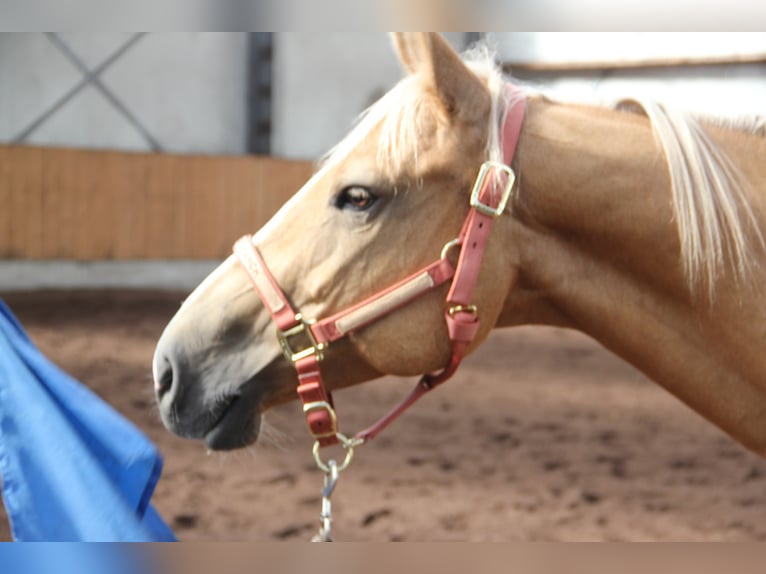 American Quarter Horse Merrie 8 Jaar 152 cm Palomino in Nistelrode
