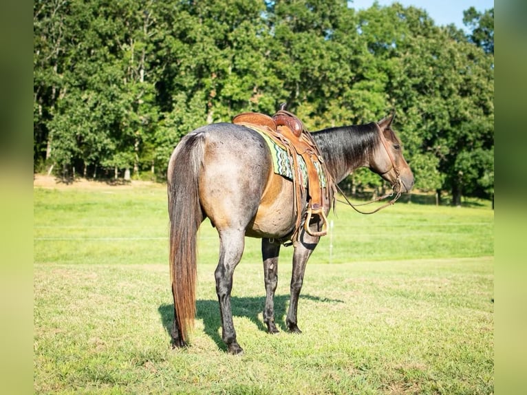 American Quarter Horse Merrie 8 Jaar 152 cm Roan-Bay in Greeneville KY