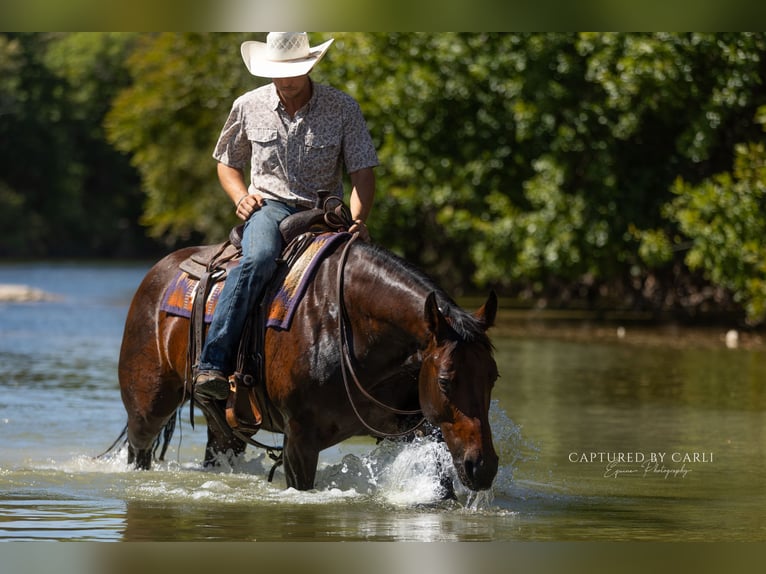 American Quarter Horse Merrie 8 Jaar 152 cm Roodbruin in Lampasas