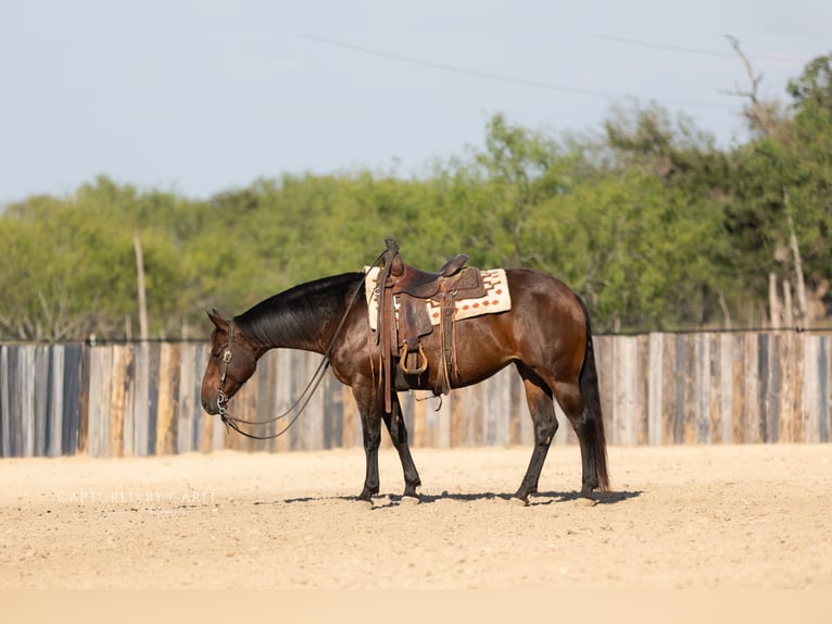 American Quarter Horse Merrie 8 Jaar 152 cm Roodbruin in Lampasas