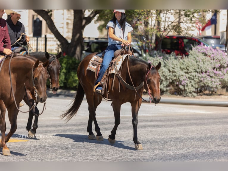 American Quarter Horse Merrie 8 Jaar 152 cm Roodbruin in Lampasas