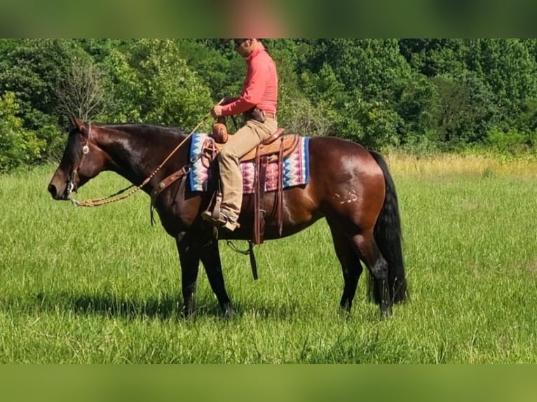 American Quarter Horse Merrie 8 Jaar 152 cm Roodbruin in Robards, KY