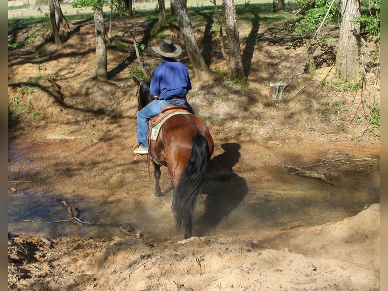 American Quarter Horse Merrie 8 Jaar 152 cm Roodbruin in Rusk