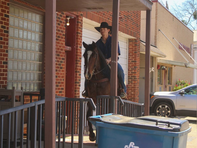 American Quarter Horse Merrie 8 Jaar 152 cm Roodbruin in Rusk