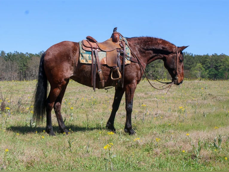 American Quarter Horse Merrie 8 Jaar 152 cm Roodbruin in Rusk