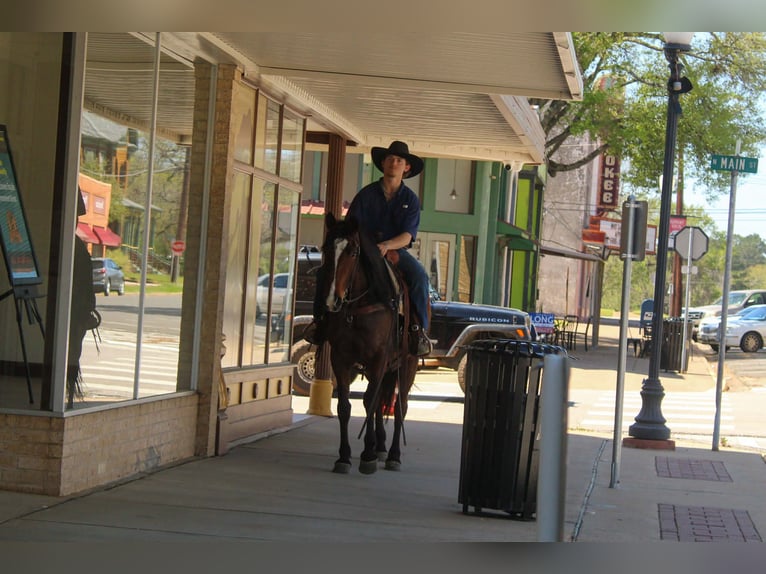 American Quarter Horse Merrie 8 Jaar 152 cm Roodbruin in Rusk
