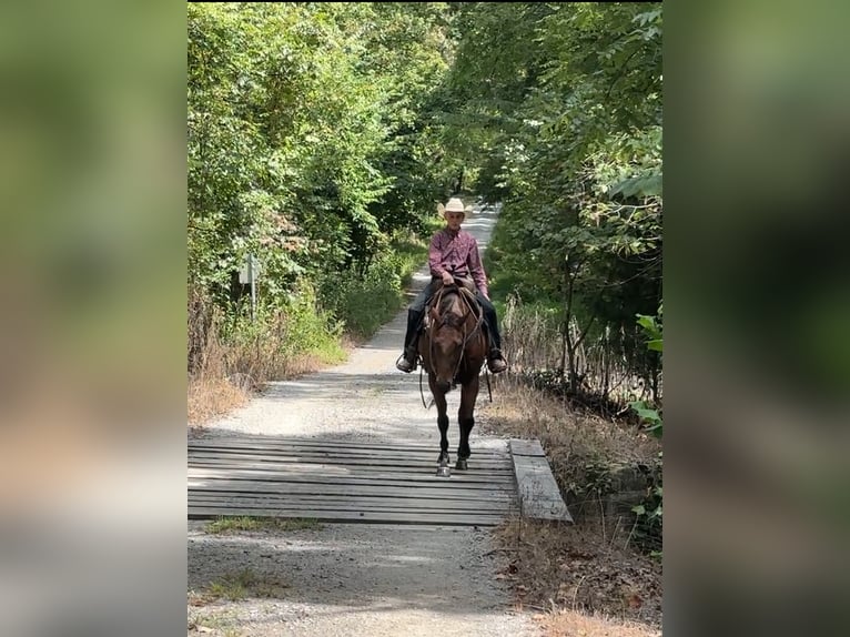 American Quarter Horse Merrie 8 Jaar 152 cm Roodbruin in Henderson