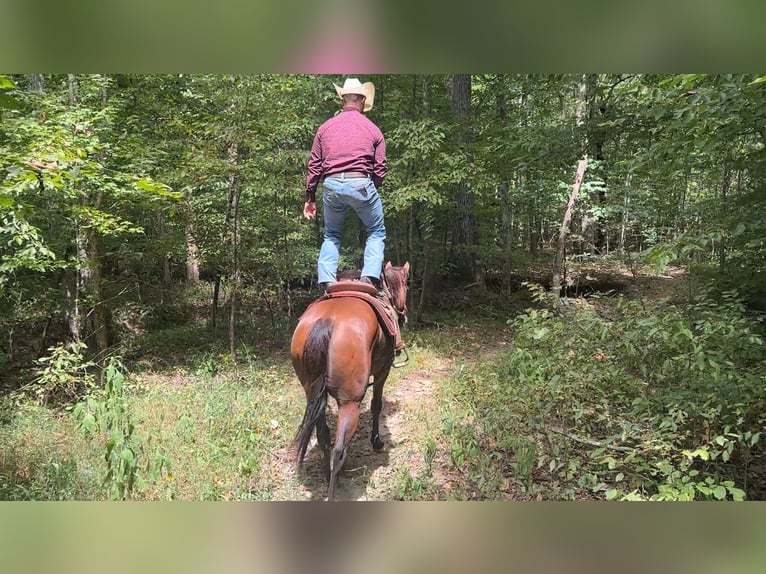 American Quarter Horse Merrie 8 Jaar 152 cm Roodbruin in Henderson